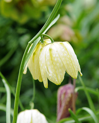 Fritillaria meleagris alba.jpg